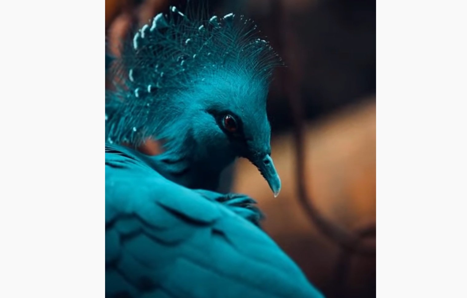 Victoria Crowned Pigeon Video