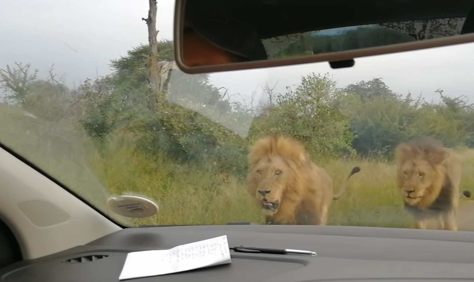 Curious Lions Inspect Car