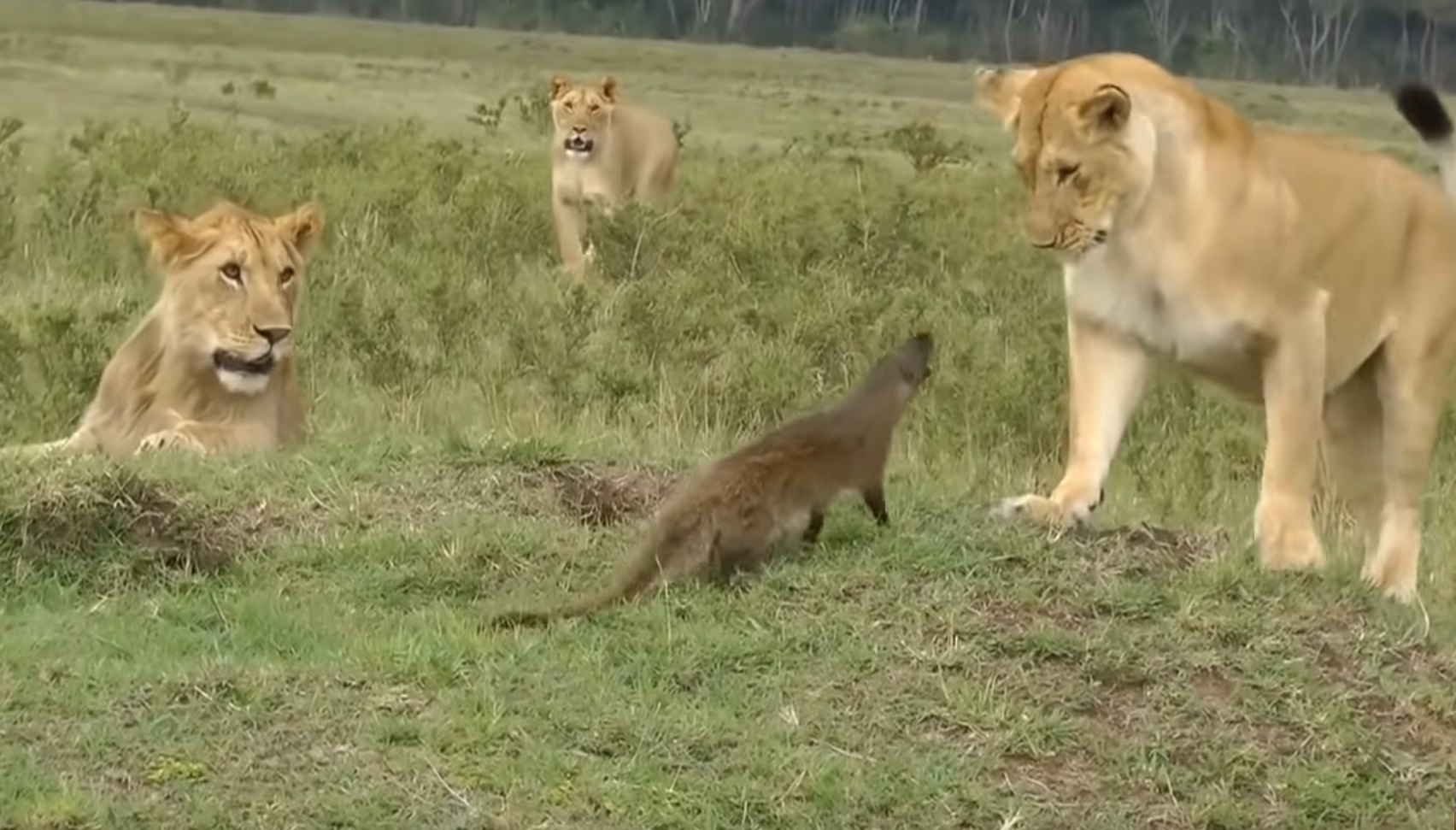  Mongoose Vs Lions Funny Video