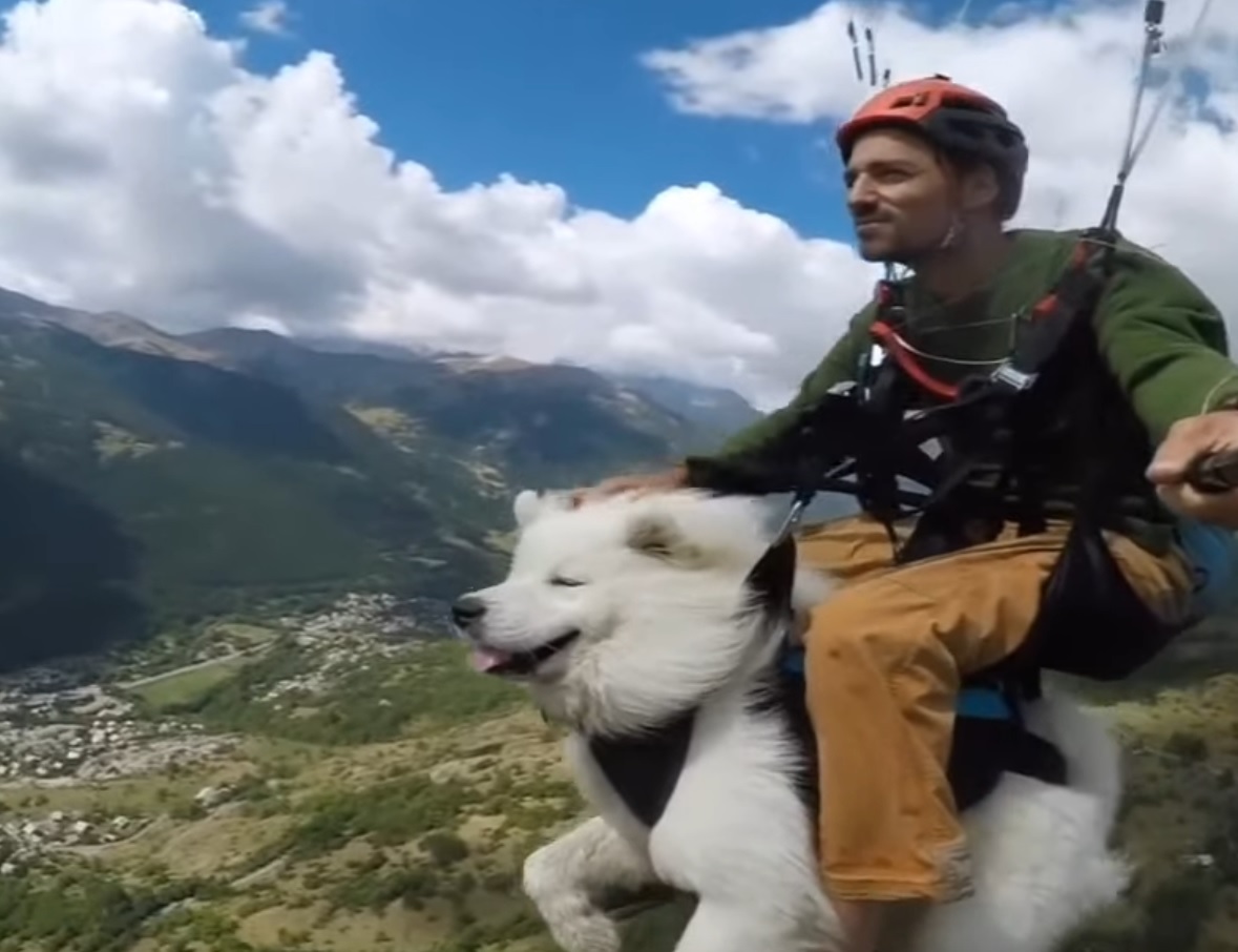 Dog Goes Paragliding With Hooman