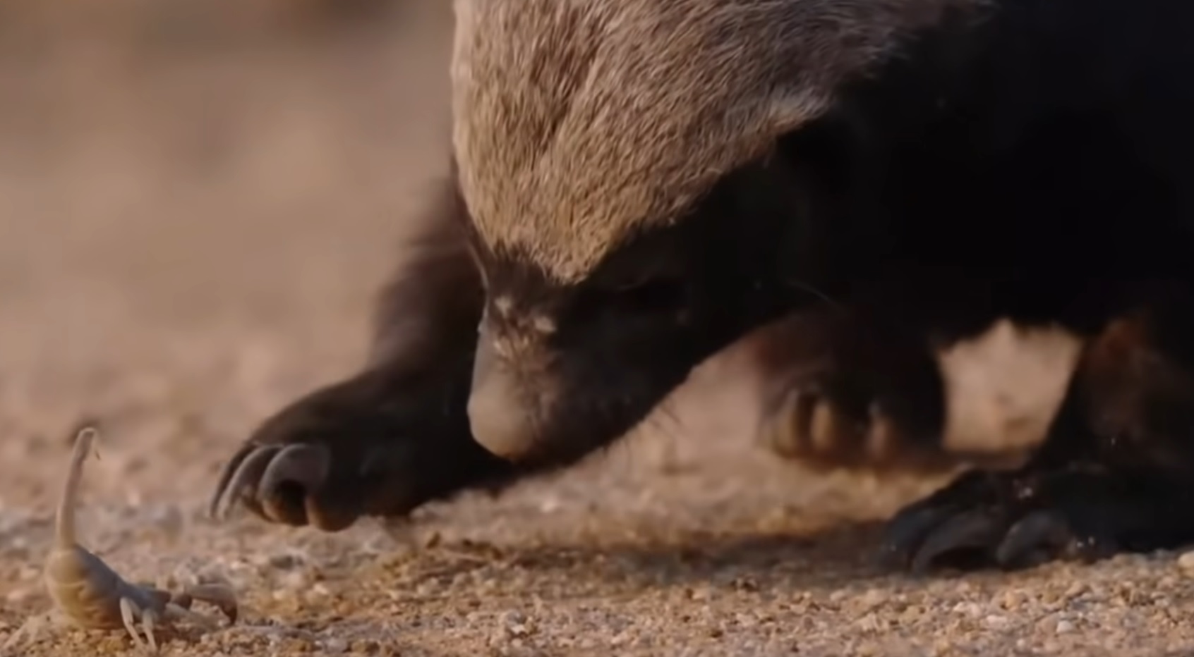 Why Honey Badgers Are Bad Ass