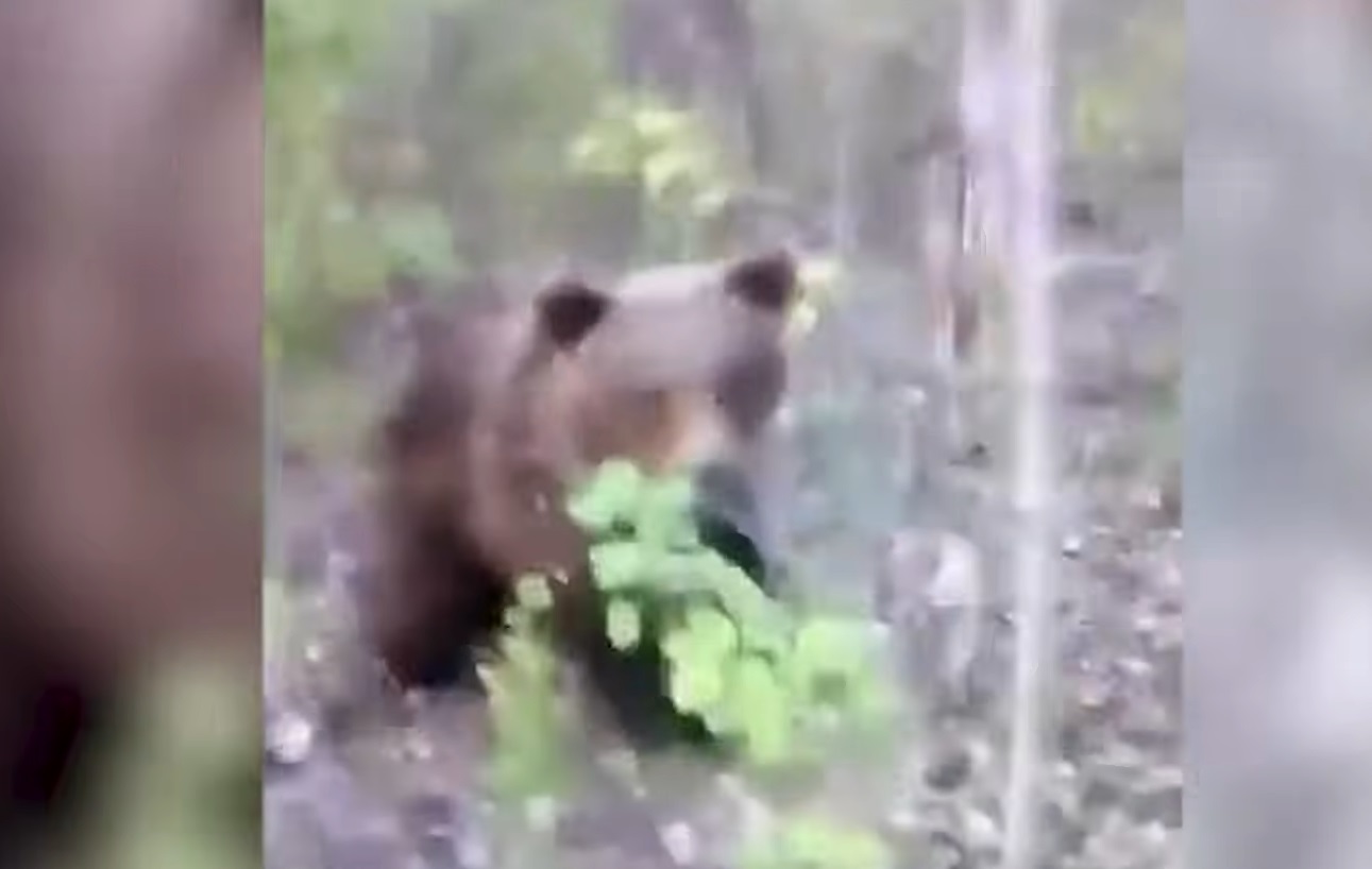 Man Kicks Bear Then Acts Surprised