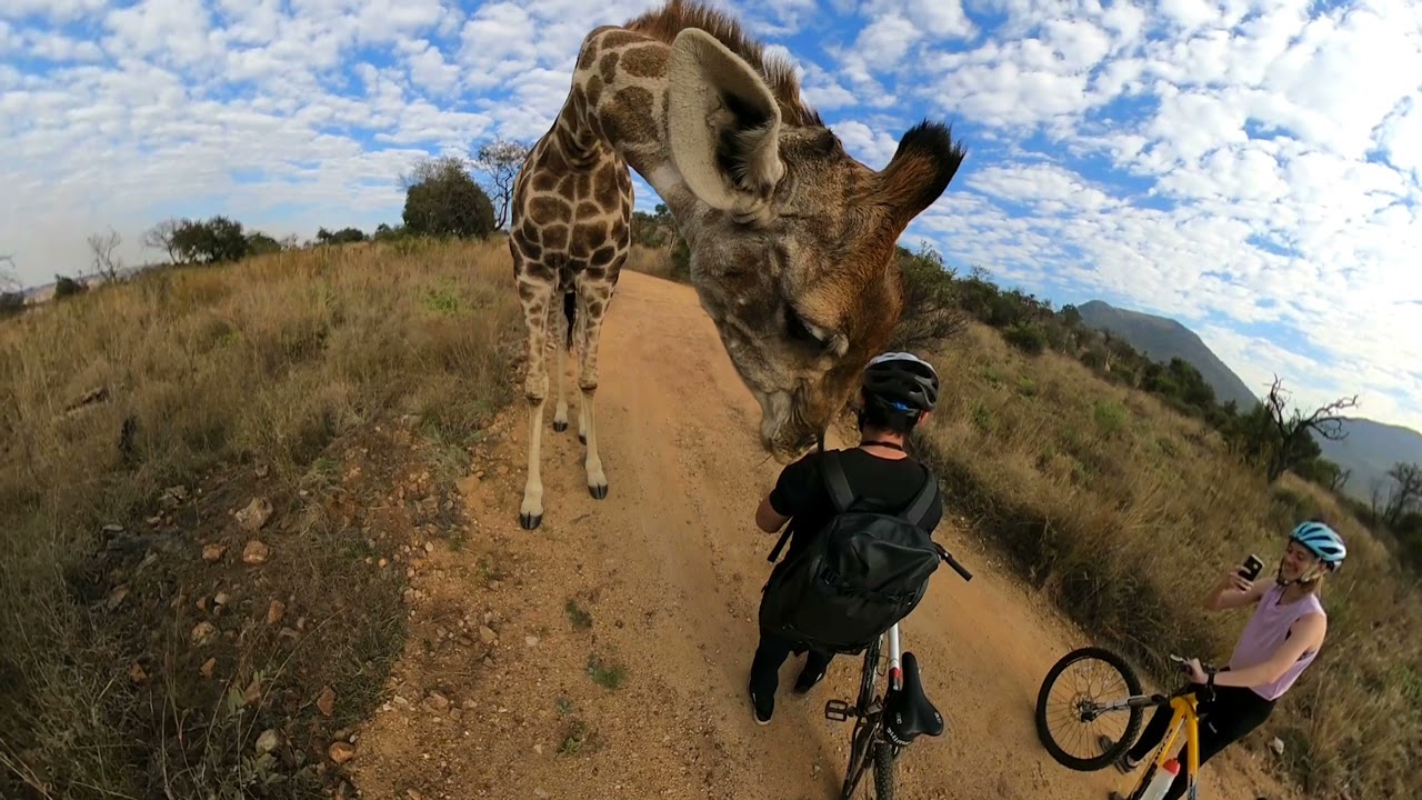 Giraffe Stops Couple For A Sniff
