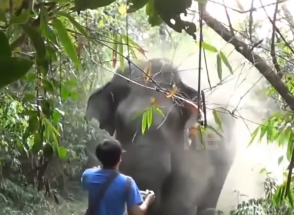 Lucky Man Halts Charging Elephant
