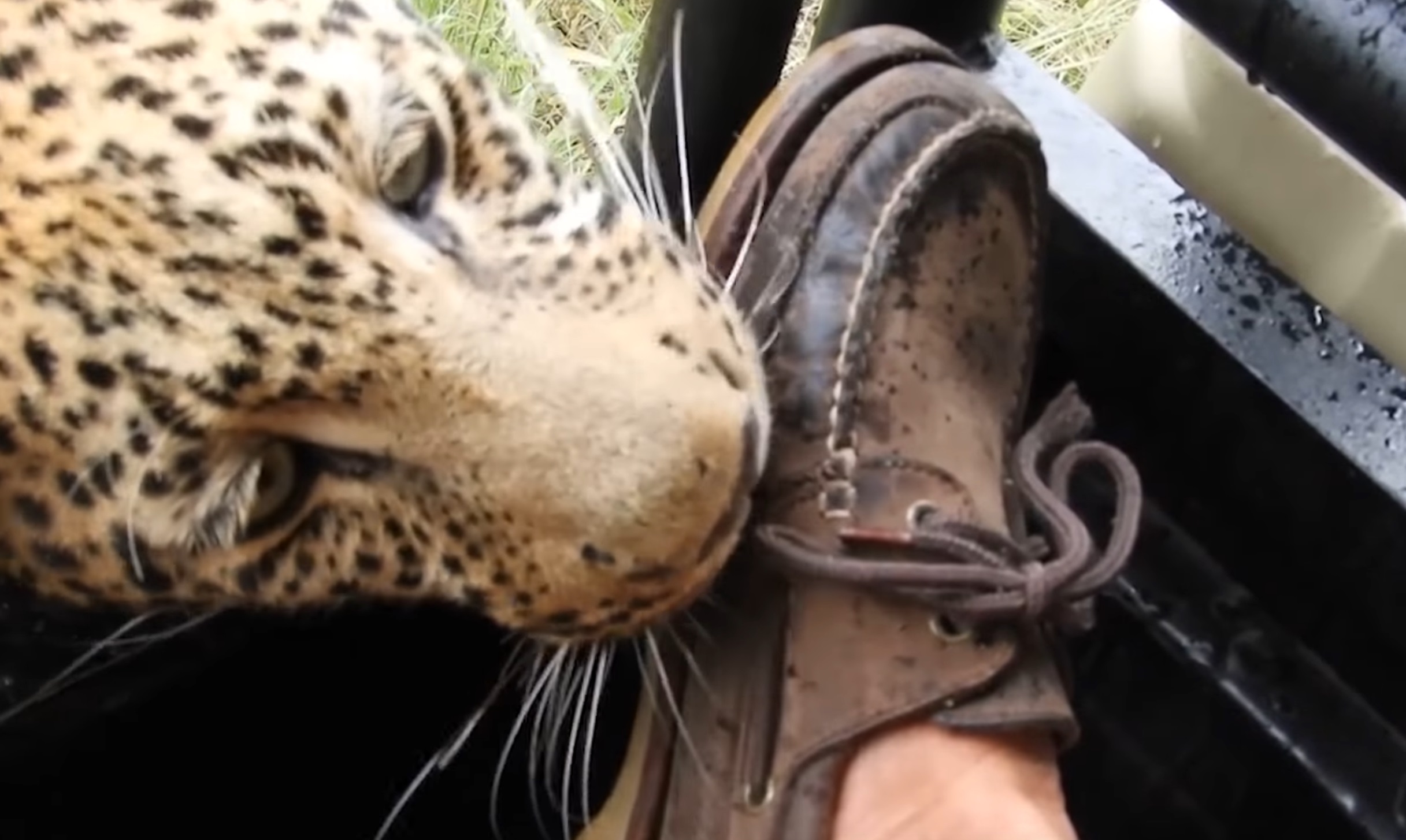 Intense Moments Between Tourist And Leopard