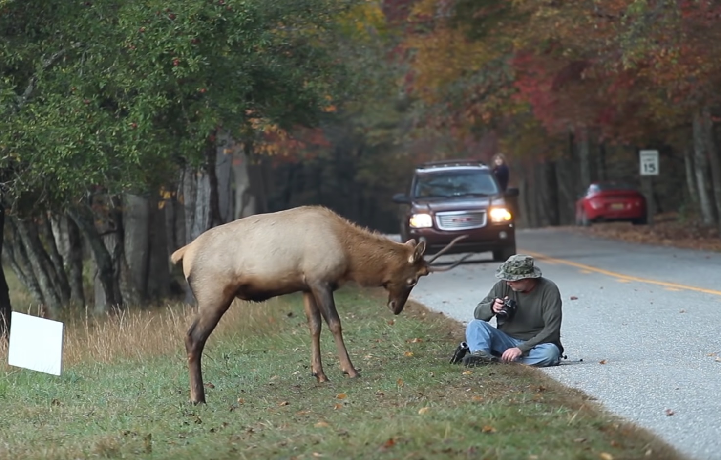 Elk Vs Photographer
