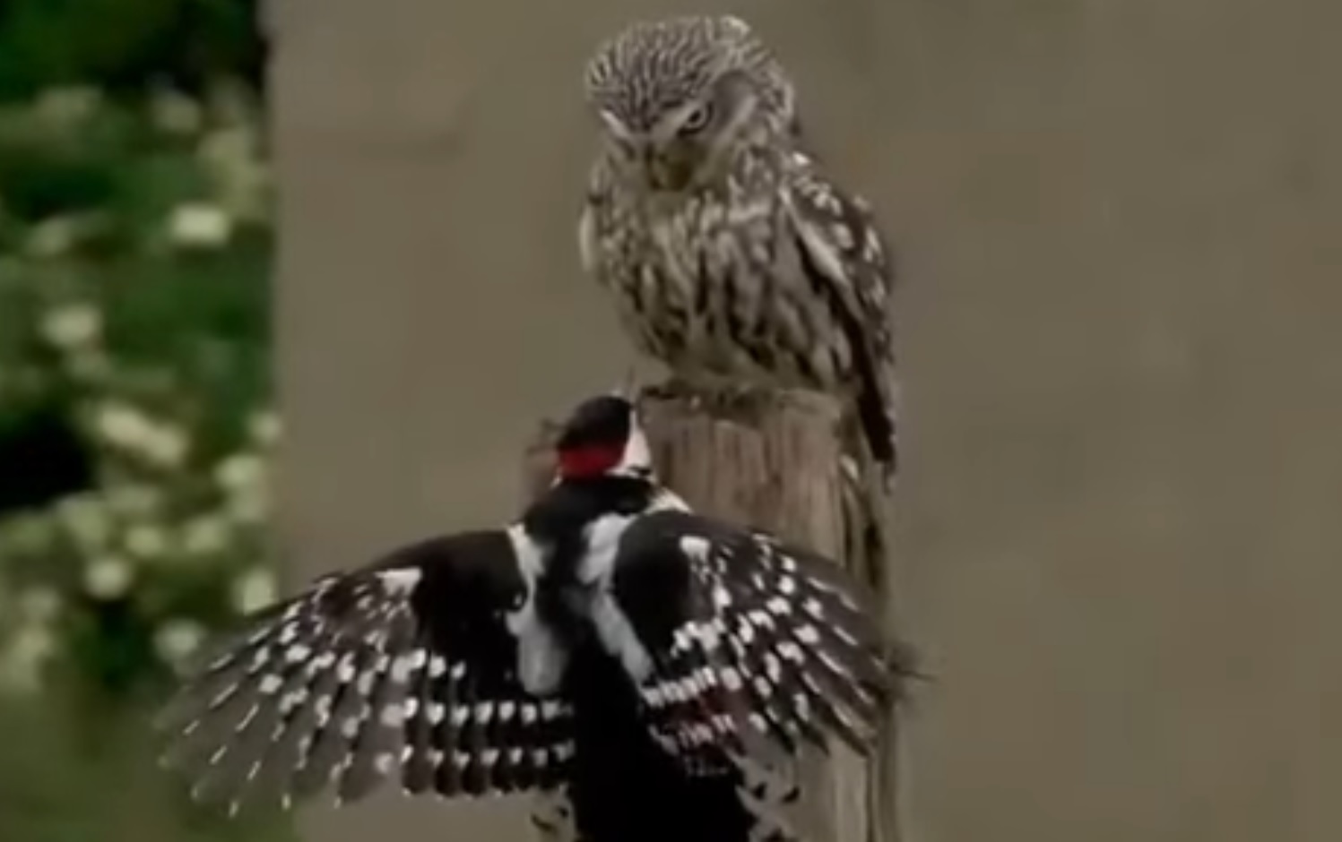 Owl Intimidates Woodpecker