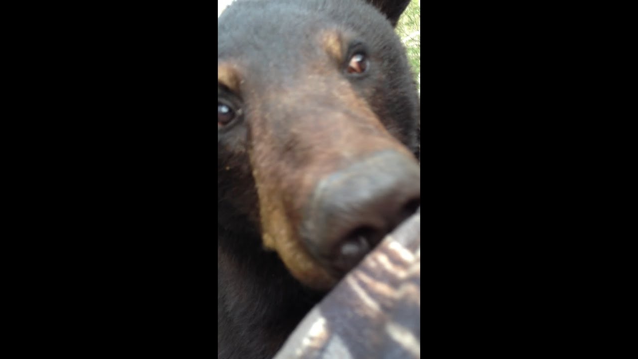 Man Face To Face With Bear