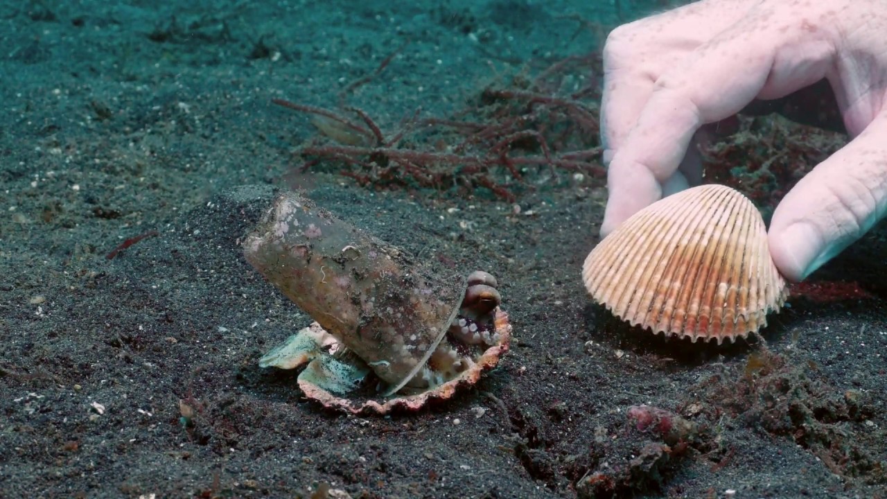 Baby Octopus Trades Cup For Shell