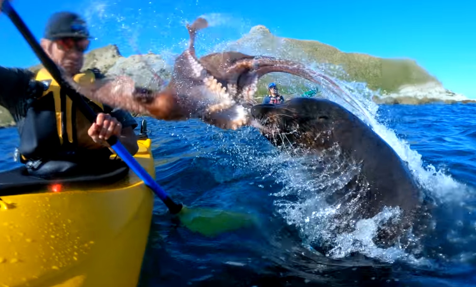 Seal Slaps Kayaker With An Octopus