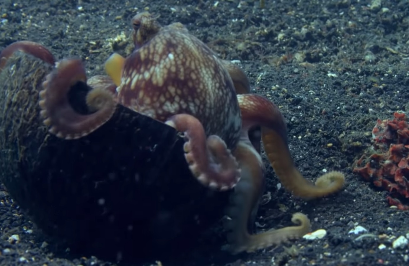 Octopus Uses Coconut As Home
