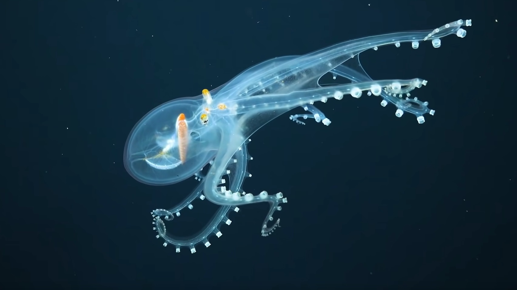 The Glass Octopus