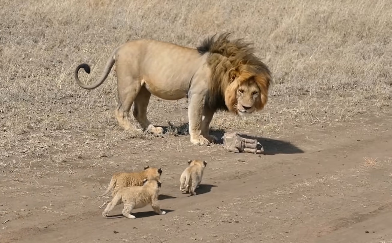 Lion Dad Tries To Run Away From Cubs