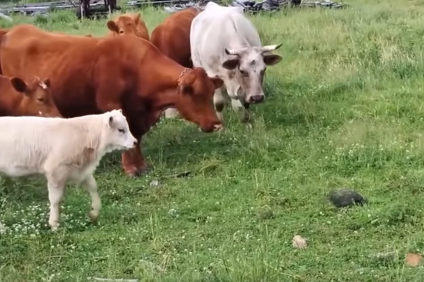 Cows Vs Turtle Funny Video