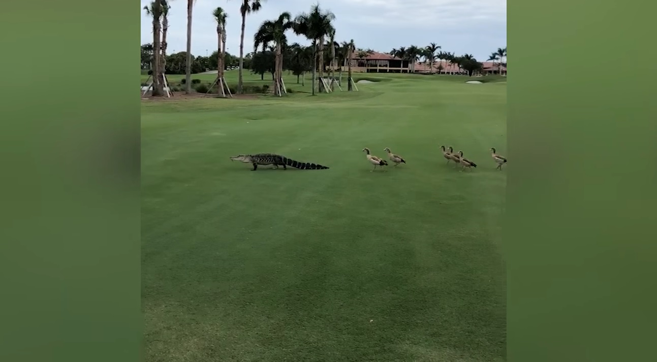 Geese Follow Aligator On Golf Course                              