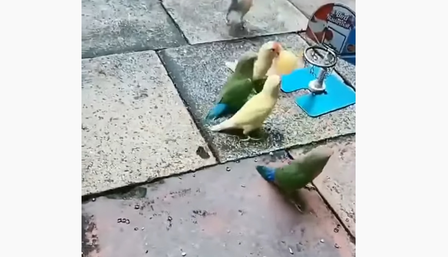 Parrots Play Basketball In Teams
