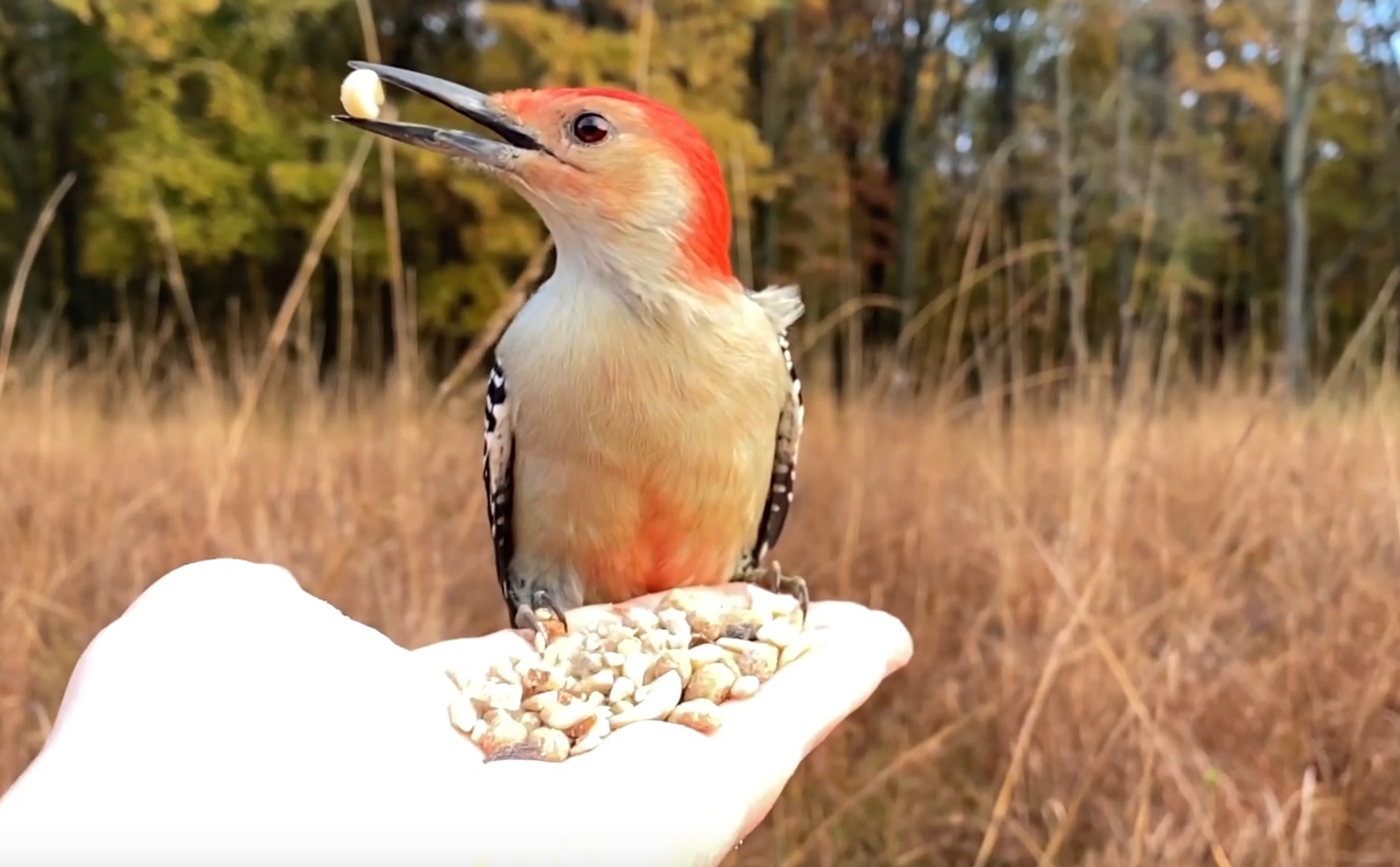 Feeding Black-capped Chickadees, Red-bellied Woodpecker