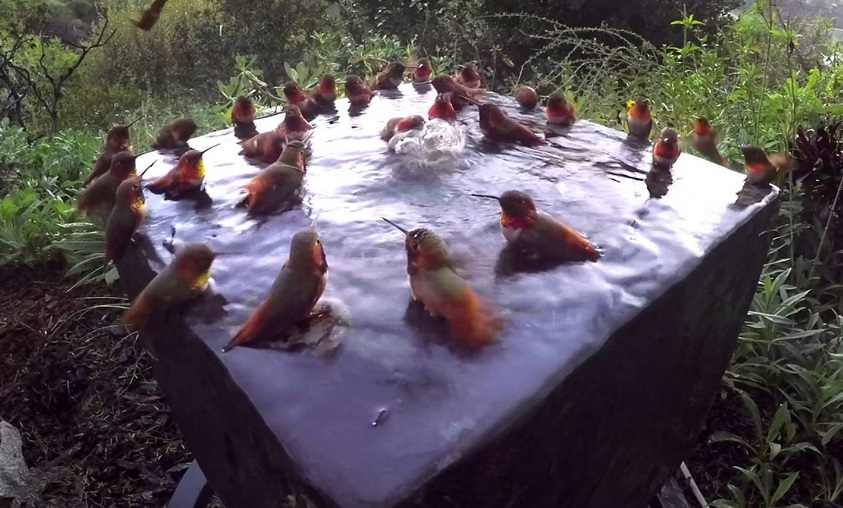 Just A Hummingbird Pool Party