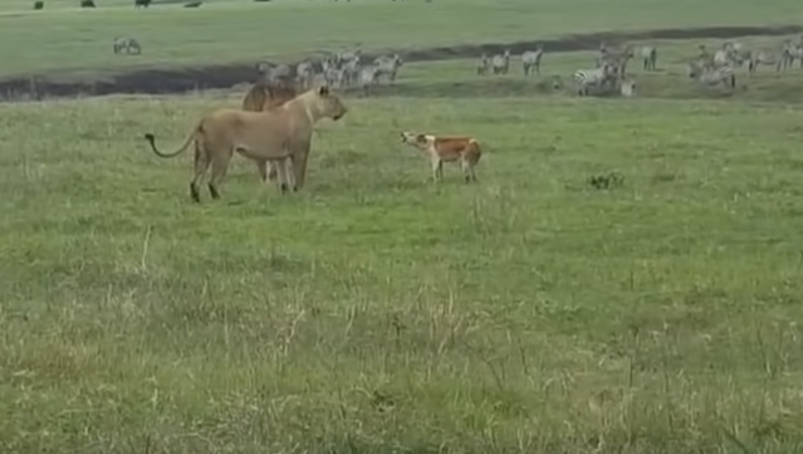 Dog Attacks Lions  In  Kenya