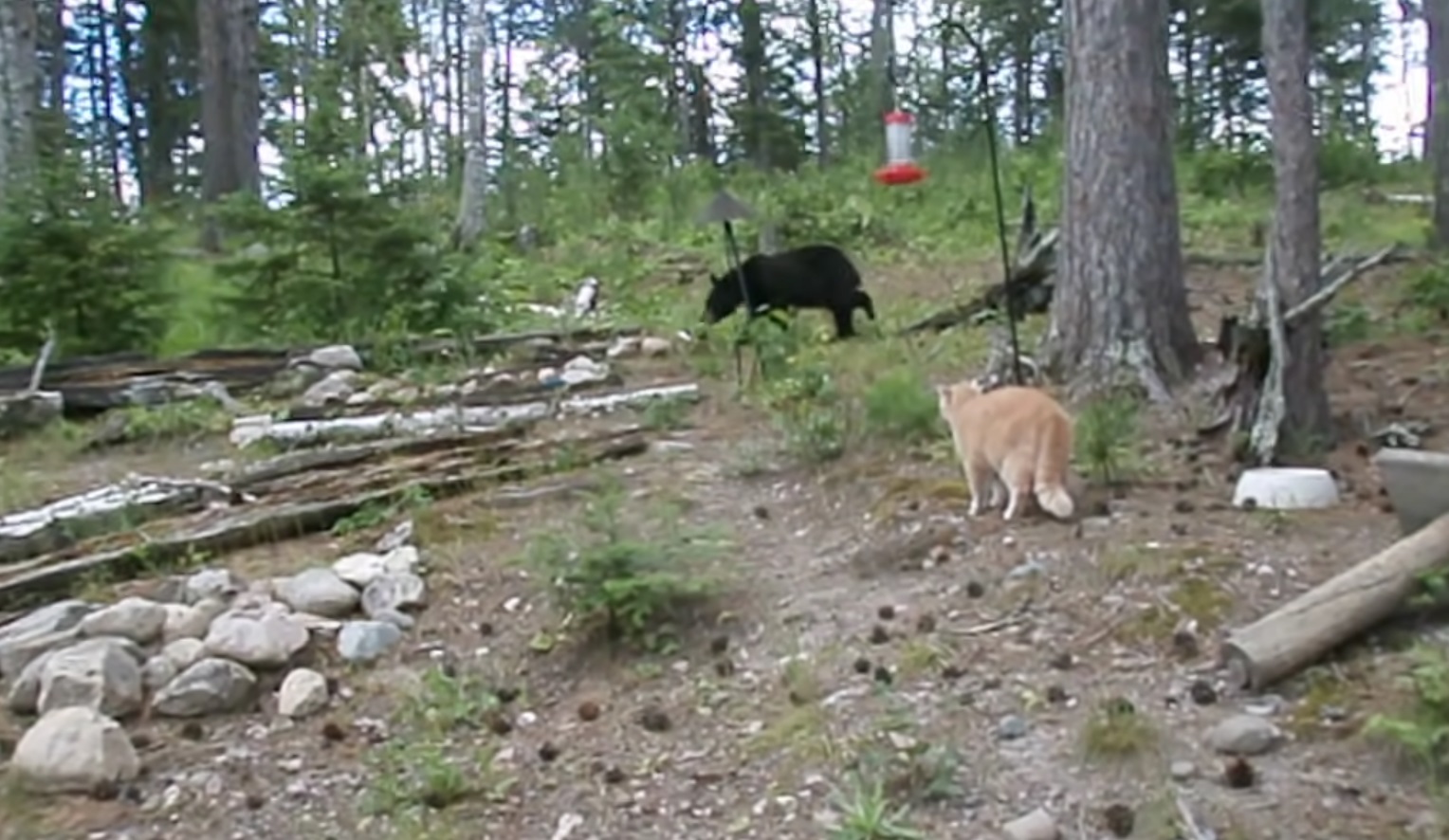 Brave Cat Chases Bear