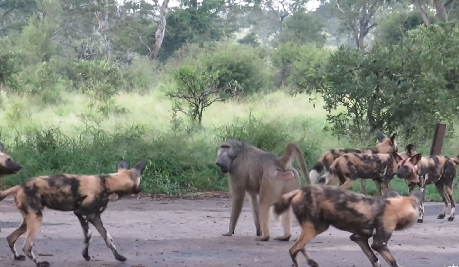 Kruger Compilation: Wild Dogs Try To Trap Baboon