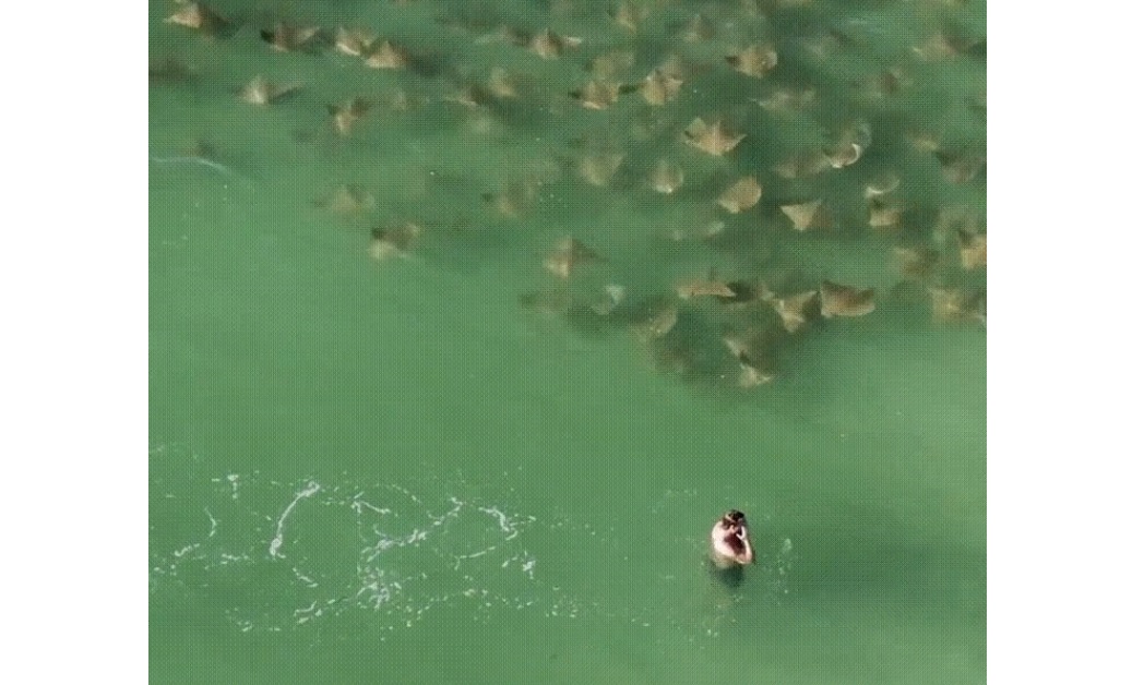 Large Group Of Rays Head Towards Guy Swimming