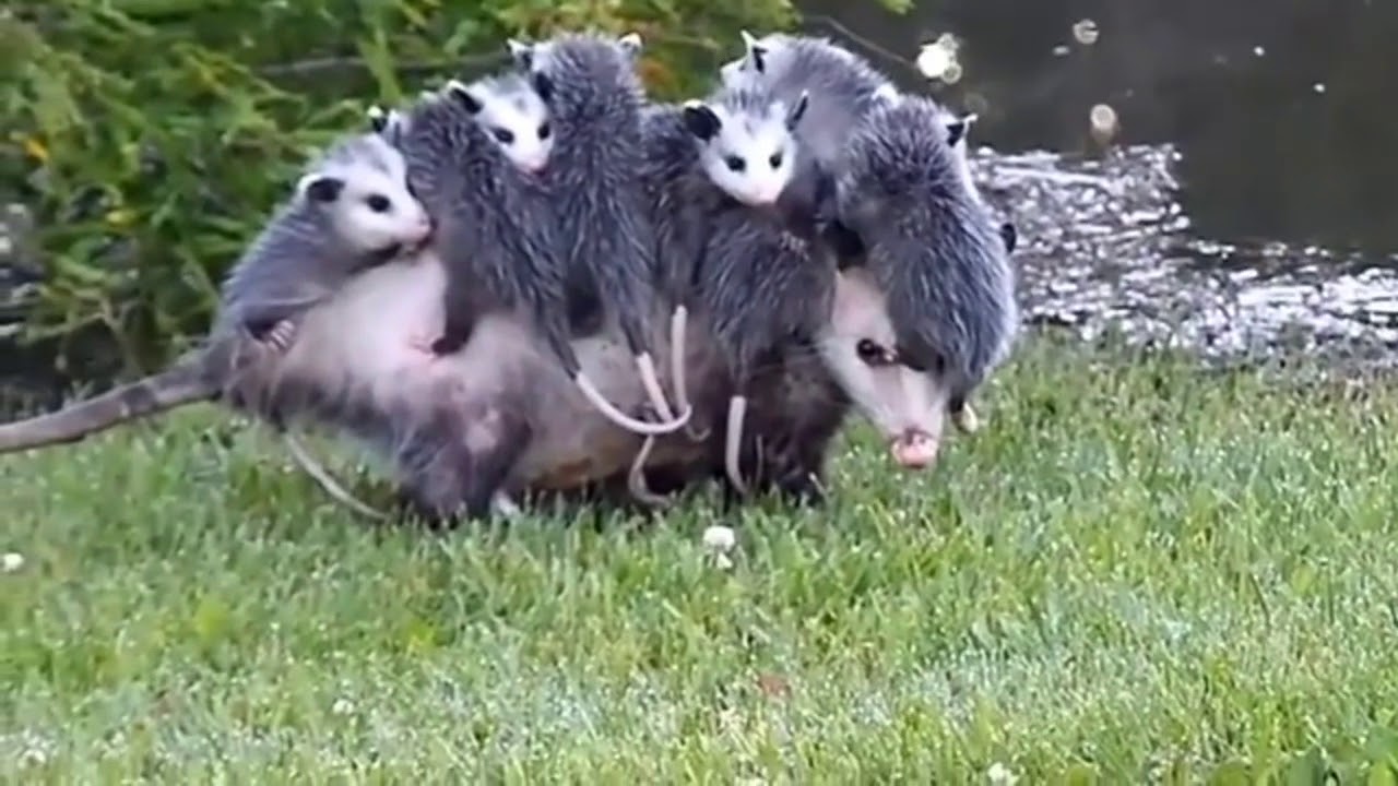 Opossum Mommy Carrying Her Babies