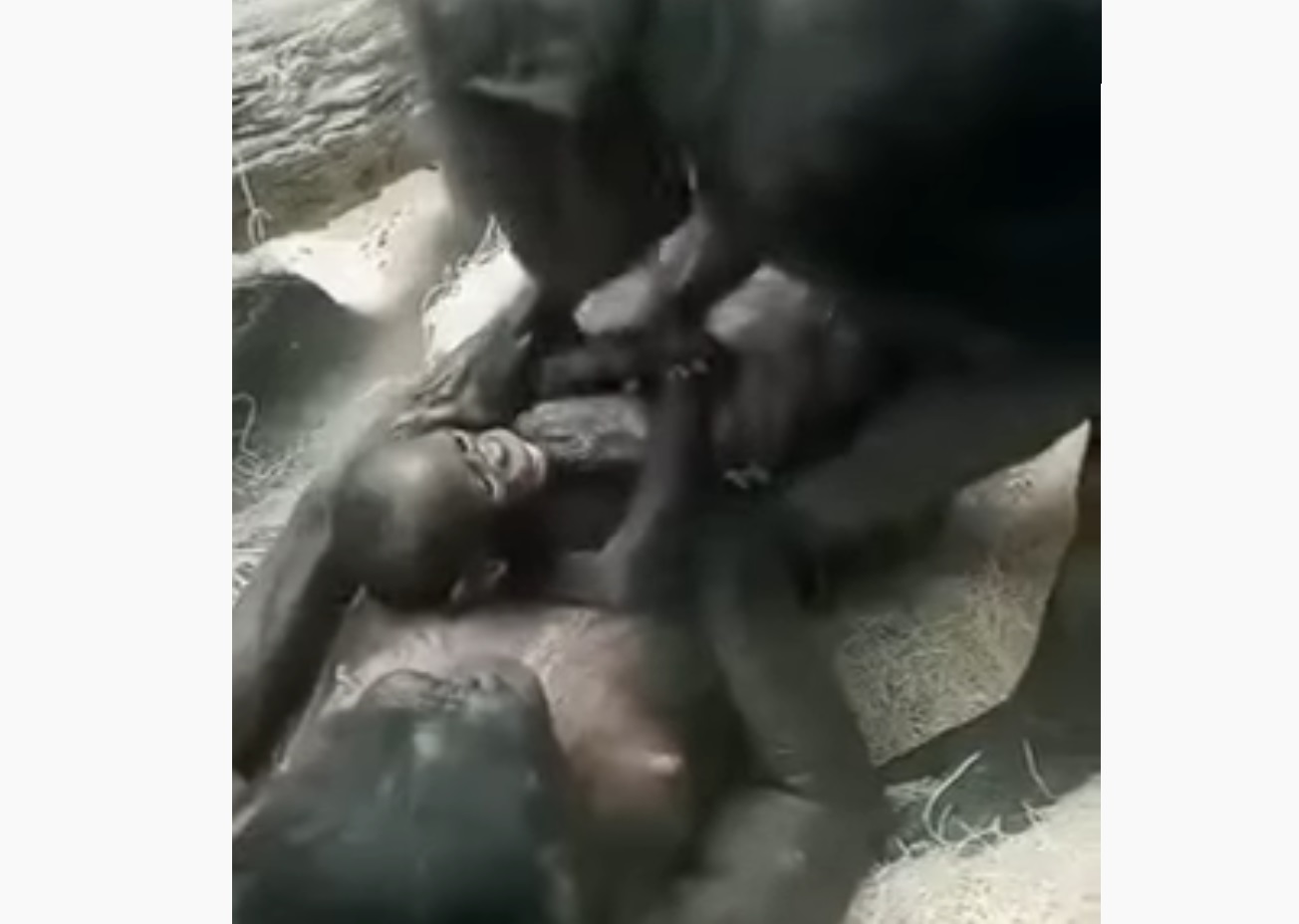Bonobos Family Playing Like Humans