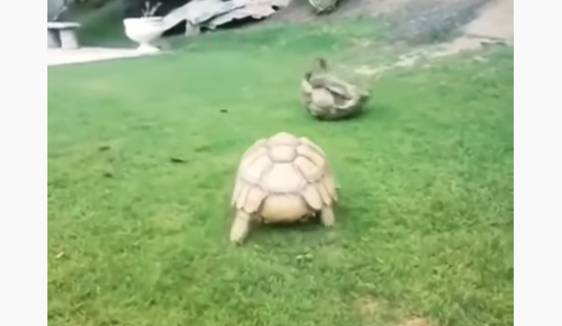 Tortoise Helps His Friend