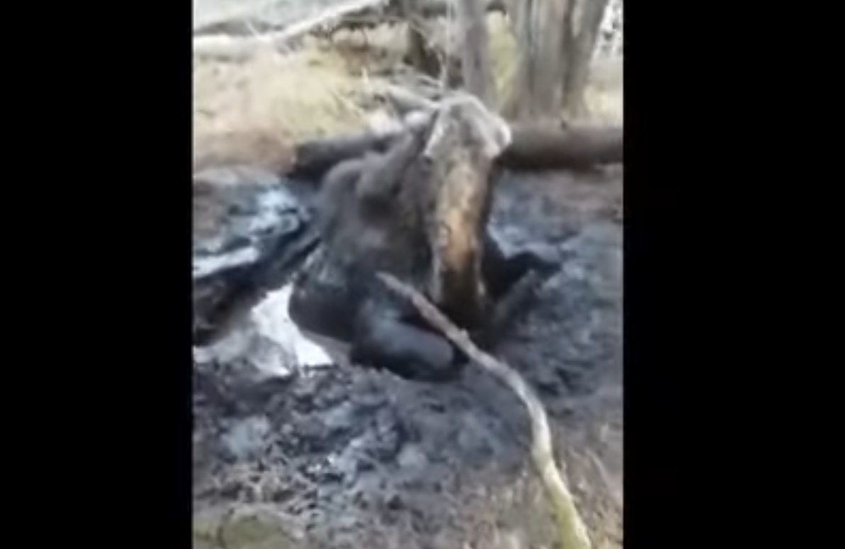 Mainers Help Moose Stuck  In Mud