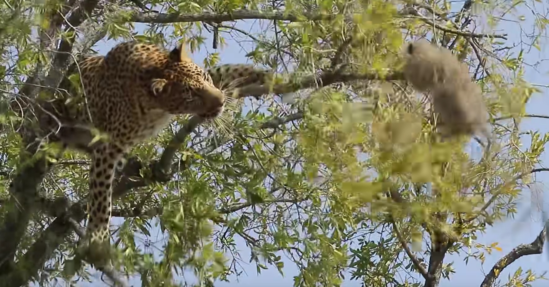 Leopard Tries To Shake Monkey From Tree