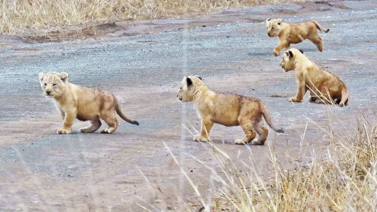 Lion Cubs Crossing The Road