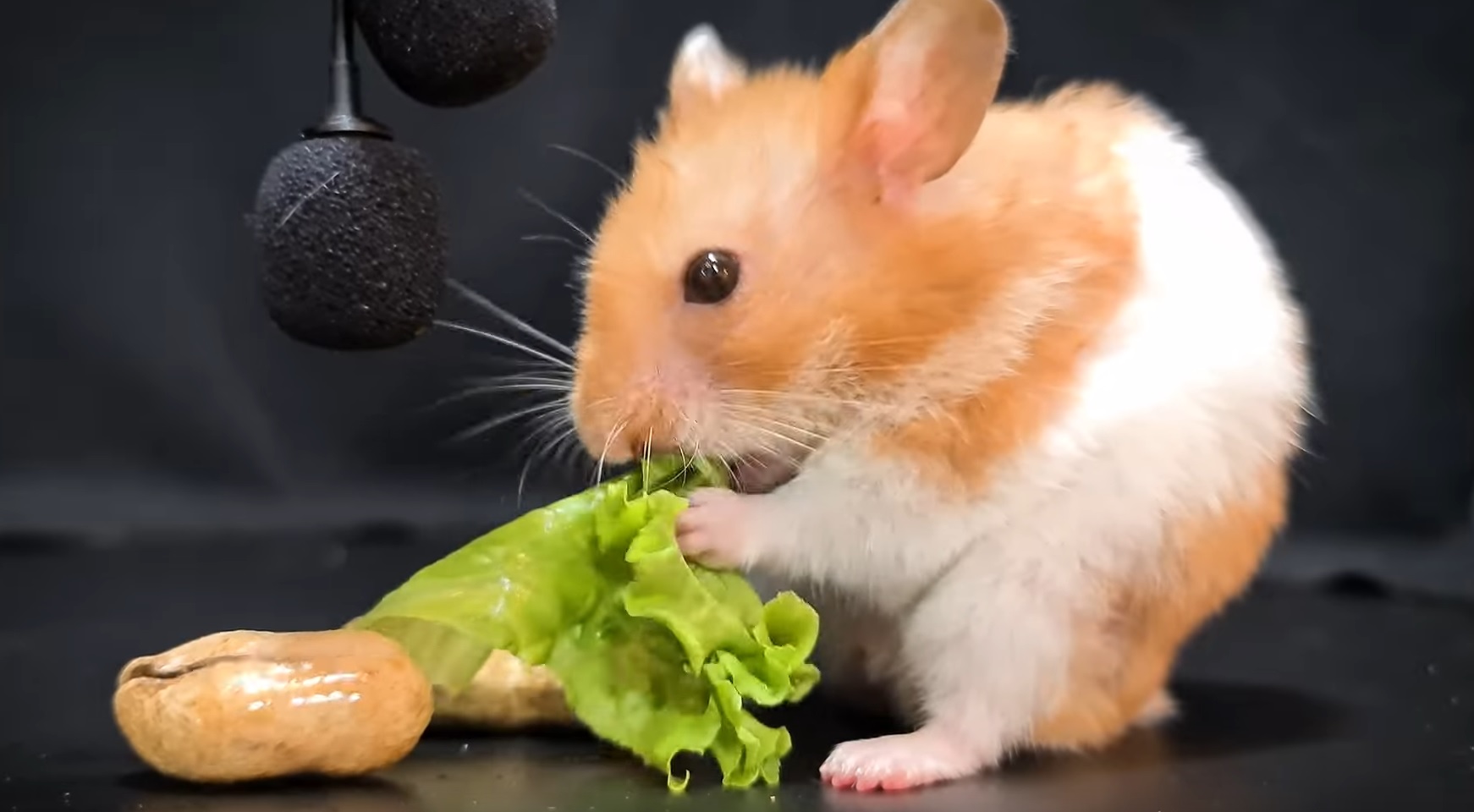 Hamster Eating Lettuce ASMR
