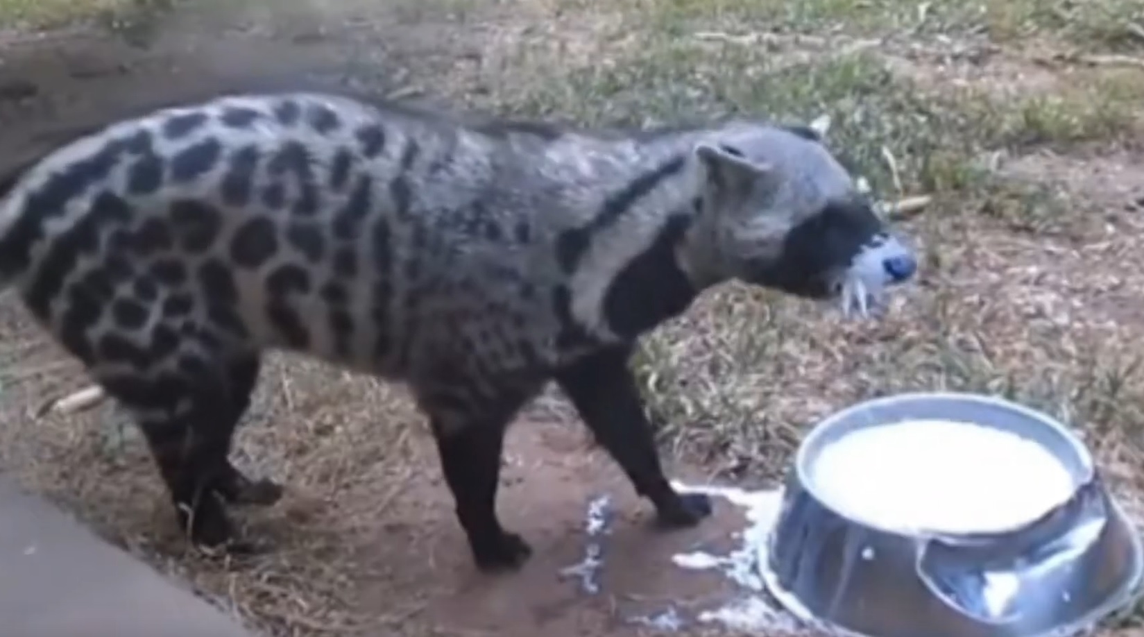Civet Has No Clue How To Drink Milk