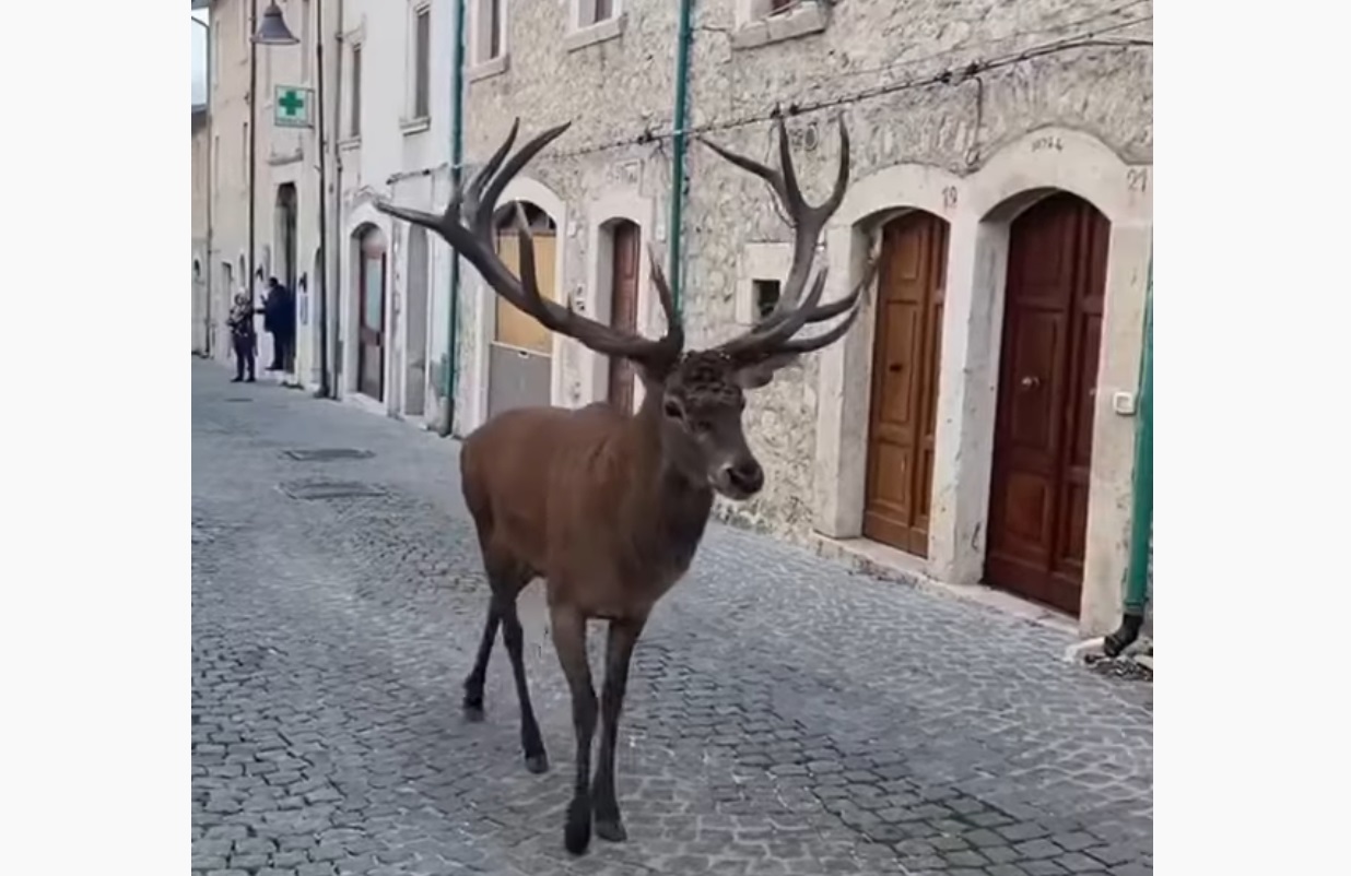 Majestic Deer Walking Around Italian Village