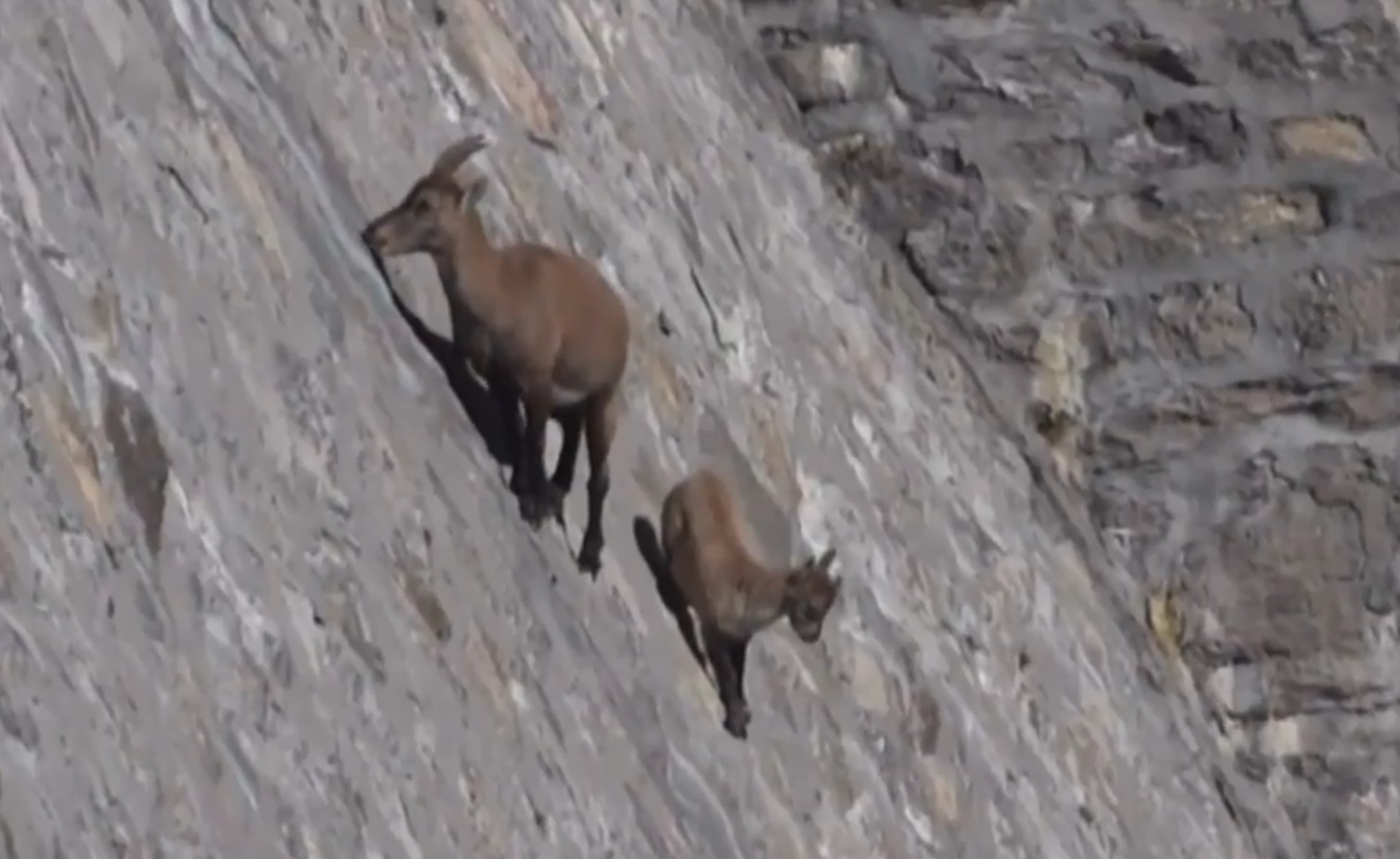 The Alpine Ibex Defies Gravity