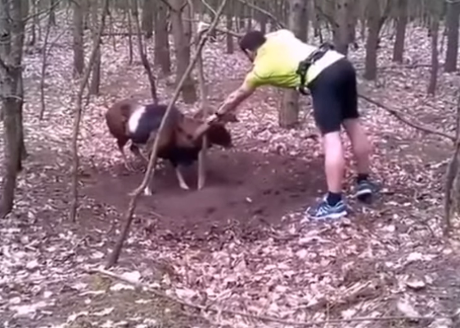 Brave Cyclist Puts Himself At Risk To Free Mountain Goat
