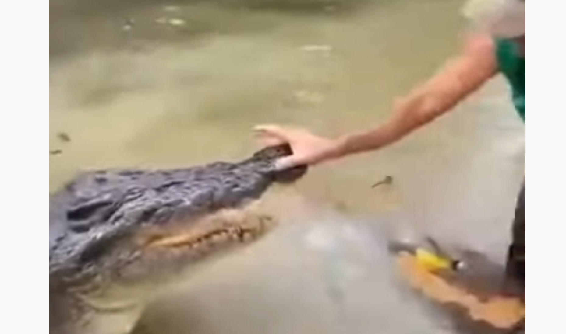 Man Casually Pushes Away Crocodile