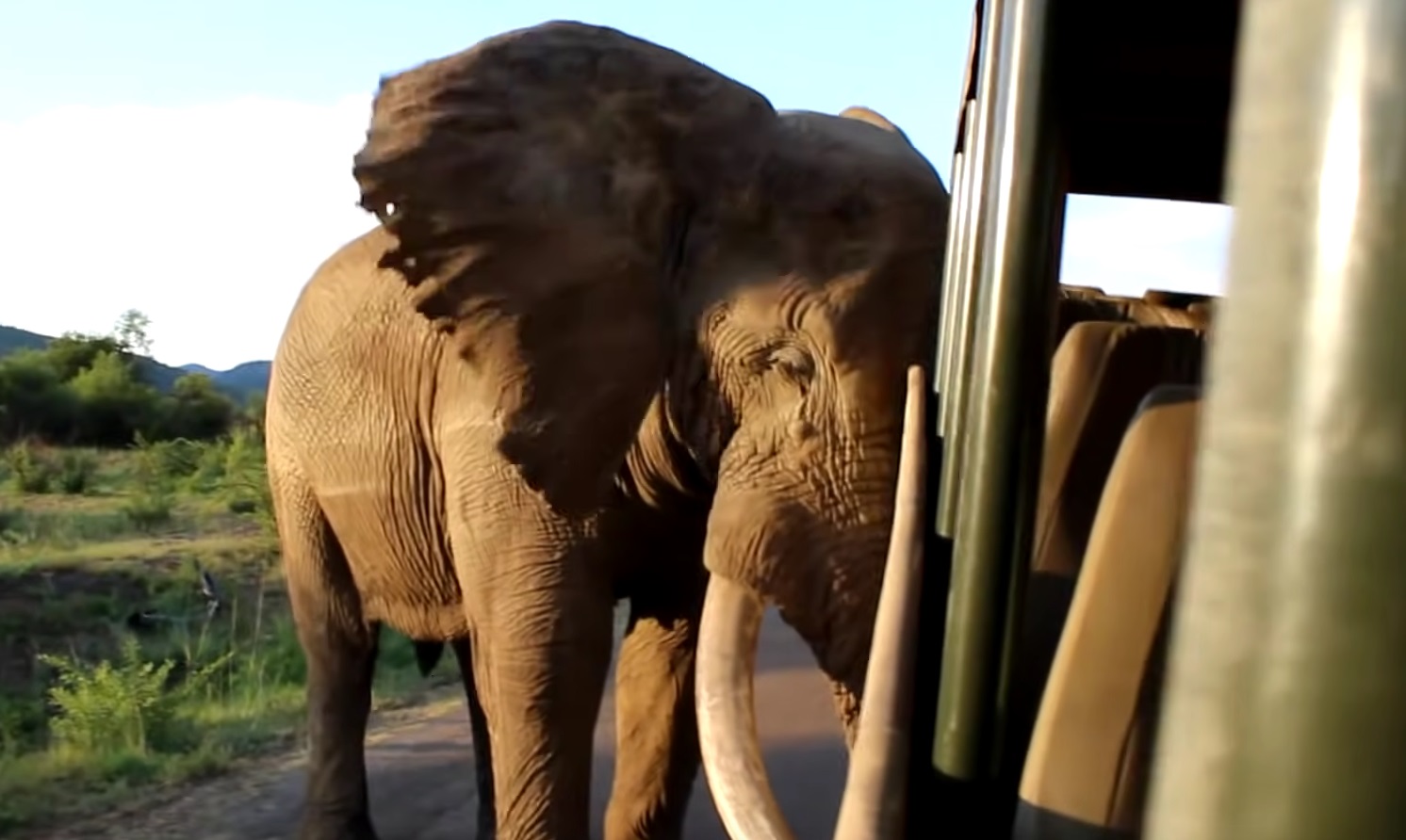 A Really Close Encounter With Curious Elephant