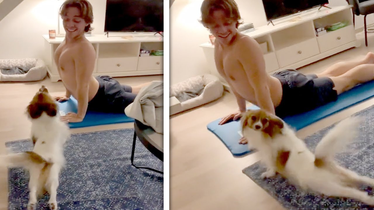 Funny Dog Mimicking Owner's Yoga Session