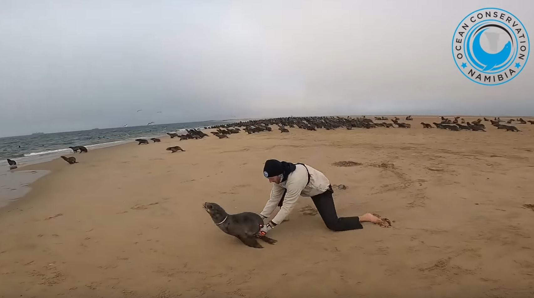 Rescuing 13 Baby Seals In A Day