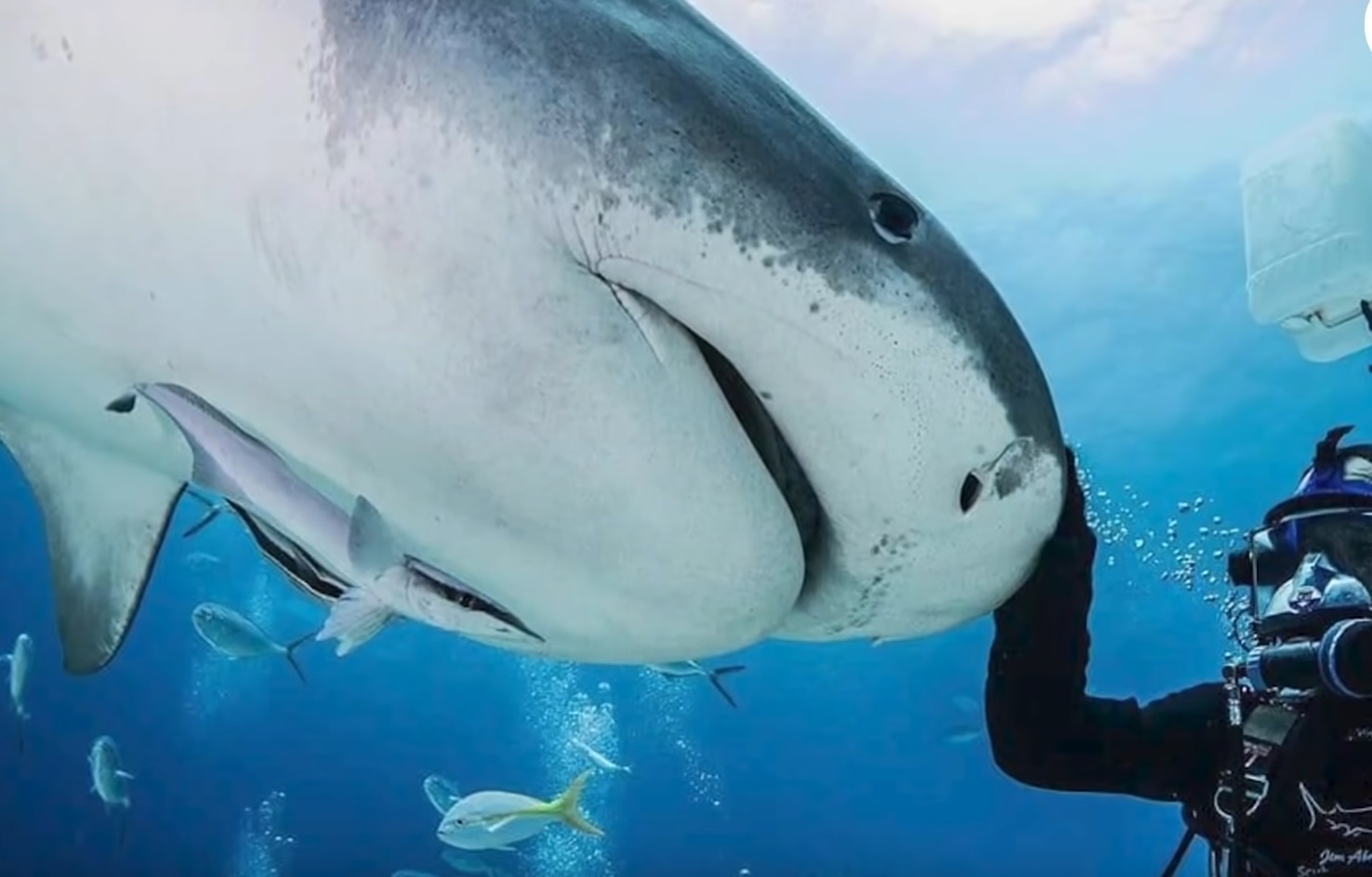 Diver Has Been Friends With Tiger Sharks For 20 Years