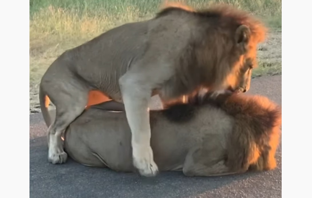 Male Lion Asserting Dominance