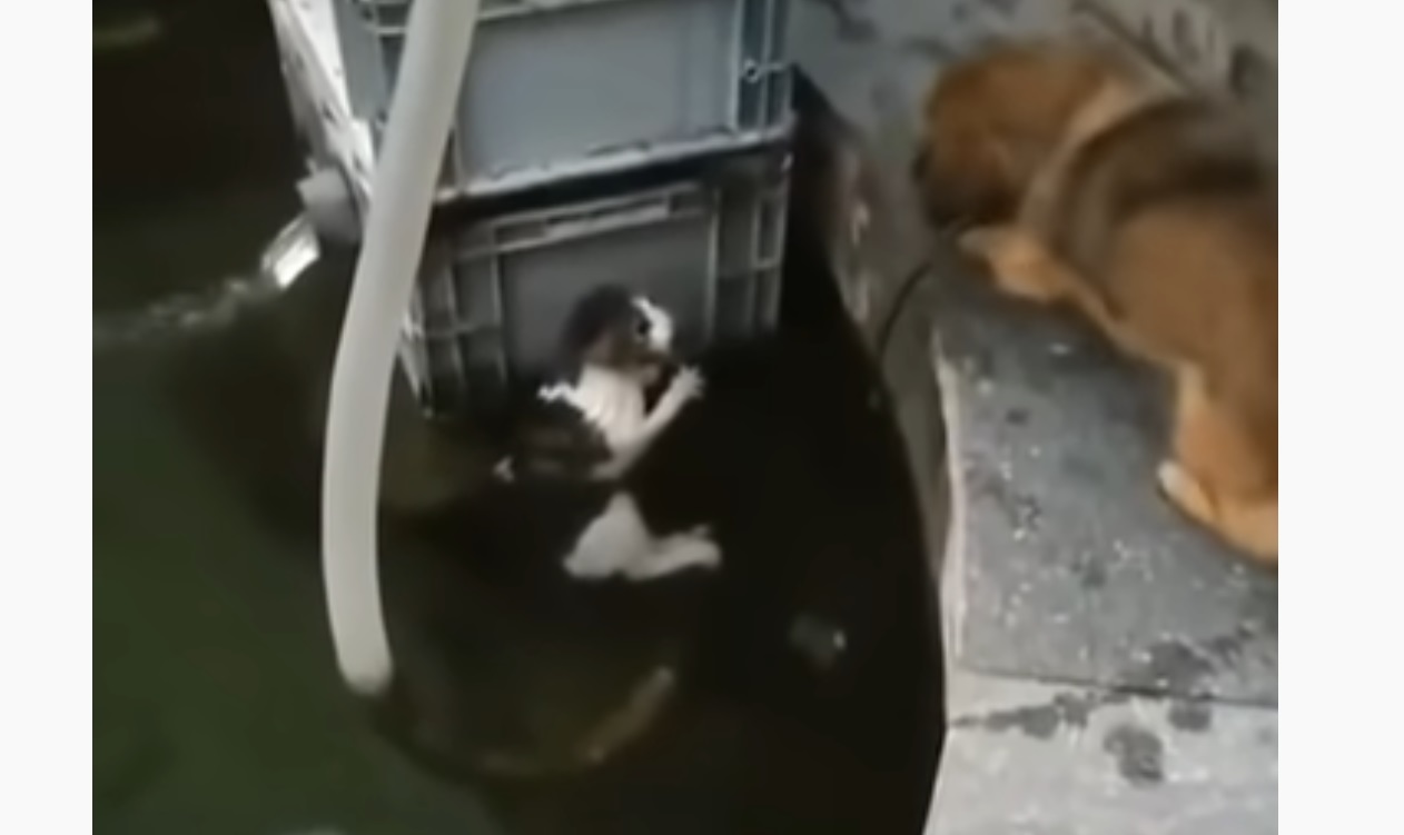 Brave Dog Saves Cat From Drowning