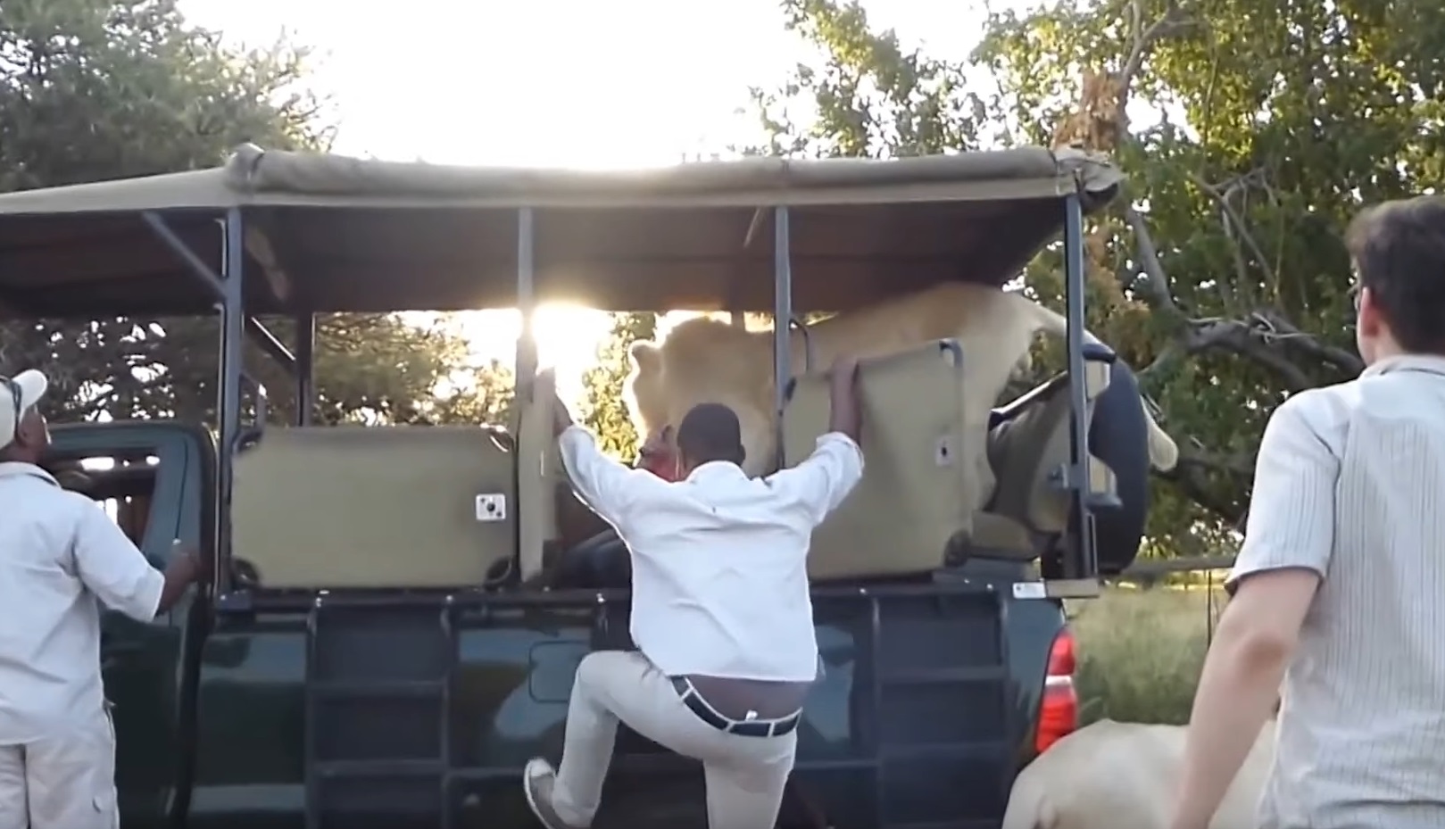 Lion Jumps Inside Open Safari Truck