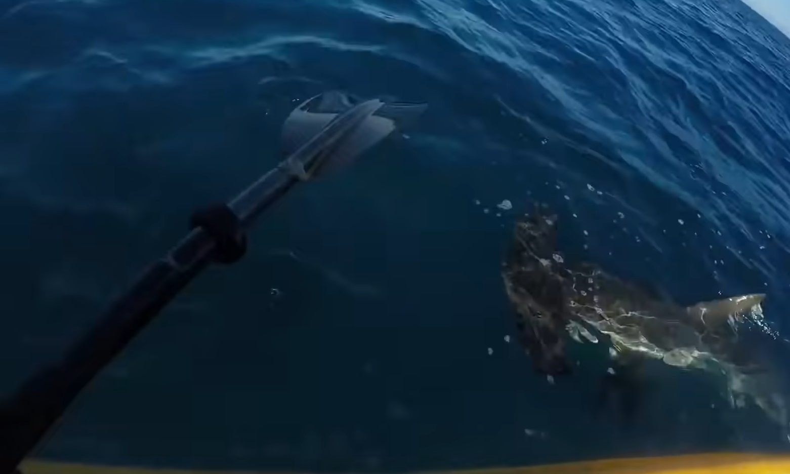 Kayaker Has Close Encounter With Shark