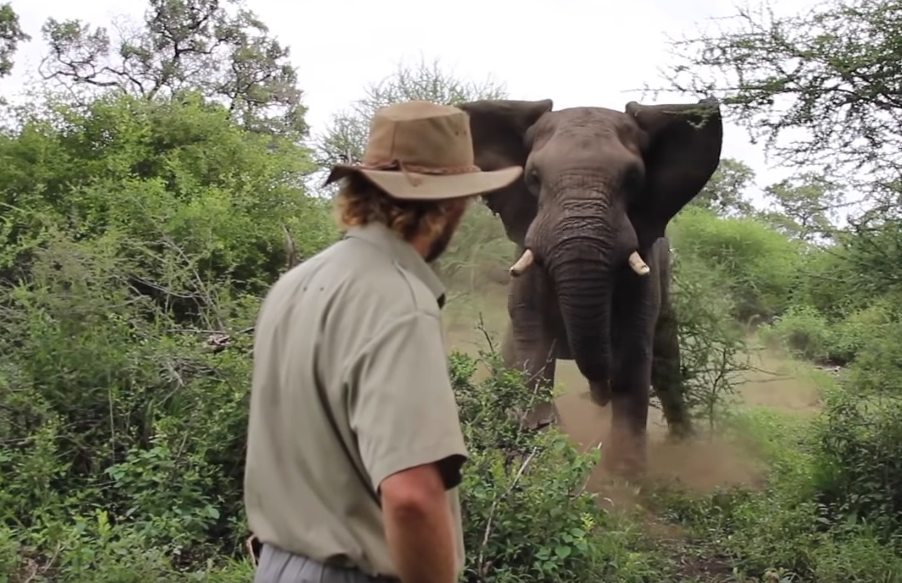 Man Doesn't Flinch As Elephant Charges Multiple Times