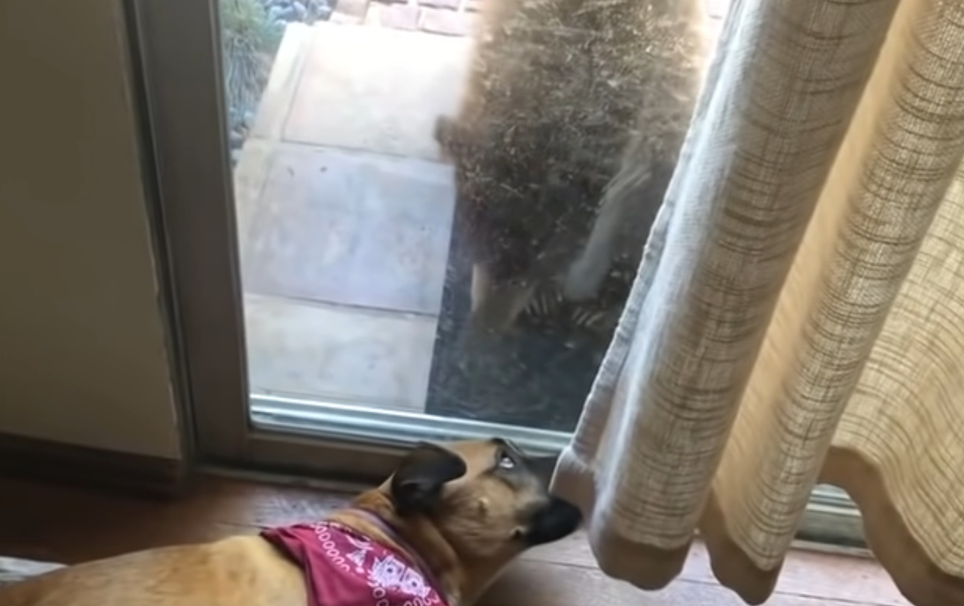 Dog Wakes Up To Bear Next To The Window