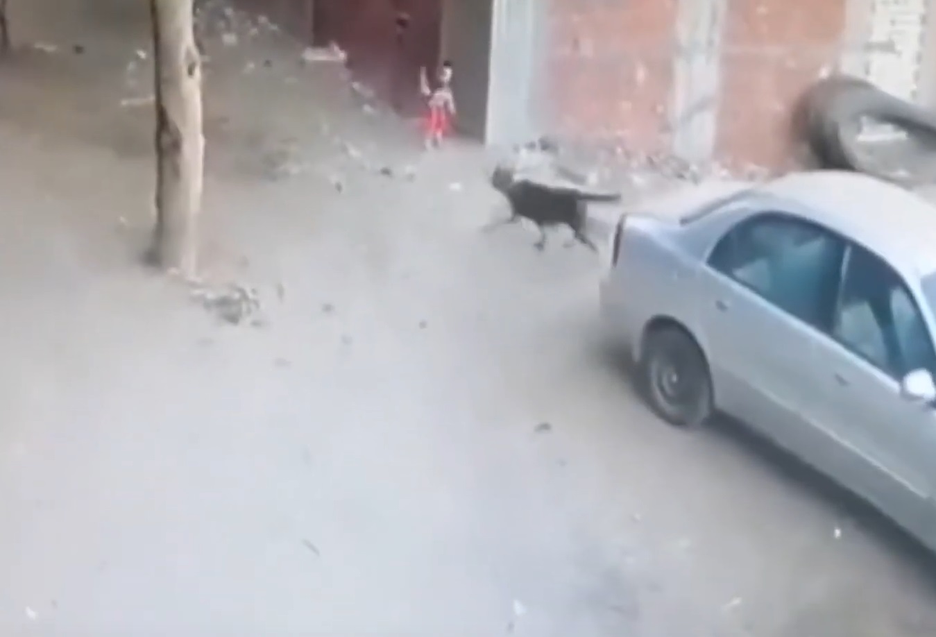 Cat Saves Kid From Stray Dog 
