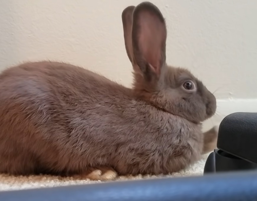 Rabbit Farts So Loud That He Scares Himself